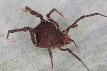 Media type: image;   Invertebrate Zoology 140068